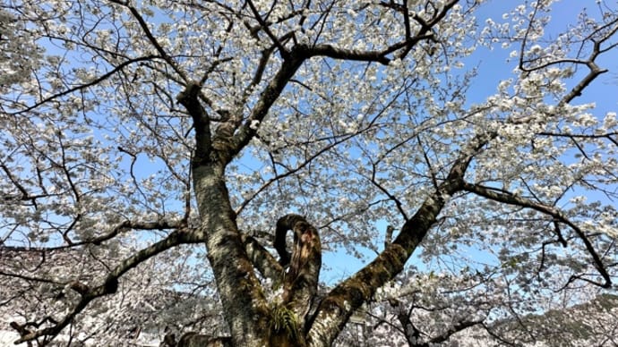 一ノ坂川で桜散歩