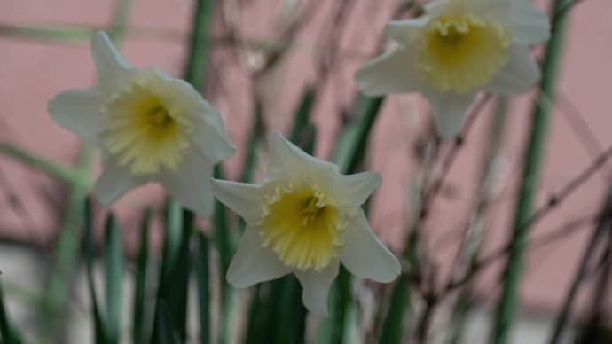 ●我が家の３月の花（14）　春咲きの大輪の水仙が開花　ミニスイセン・テータテート