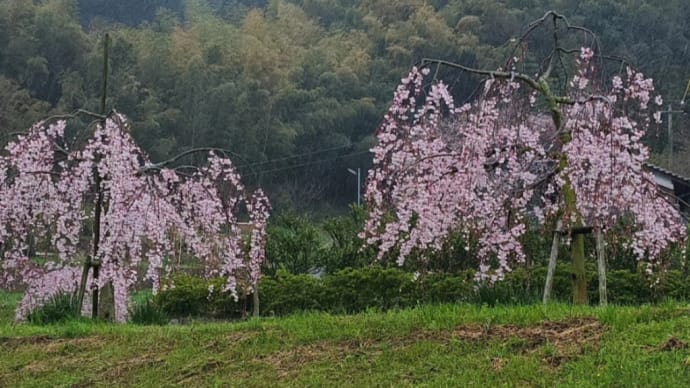 吉津の枝垂れ桜