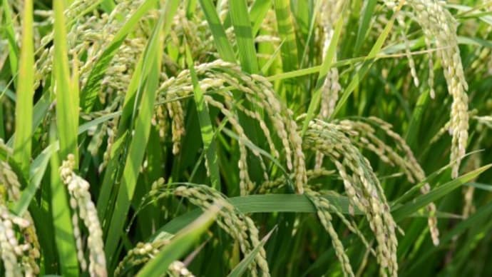 食糧不足、食料安全対策を!(世界は食糧不足の現況!)