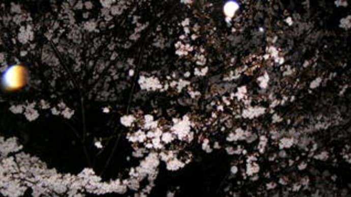 涅槃桜