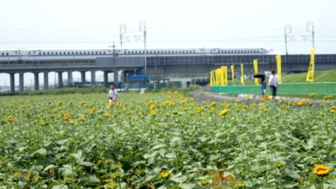 大垣ひまわり畑開花状況