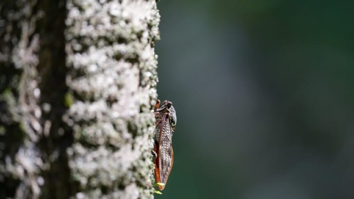 セミやカメムシの仲間って、昆虫界の最大派閥なの？