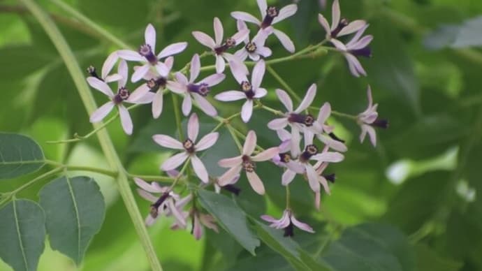 センダンの花