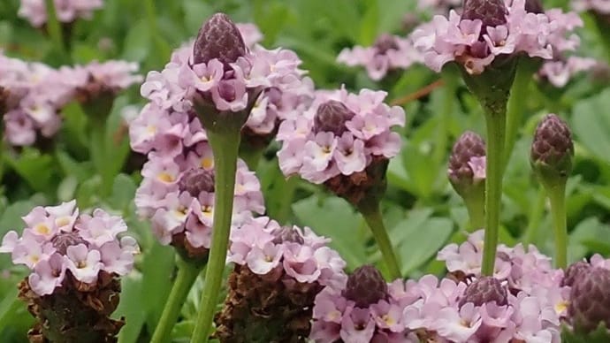 可愛いヒメダレソウのお花 芝生と入れ替えたいと思います❣