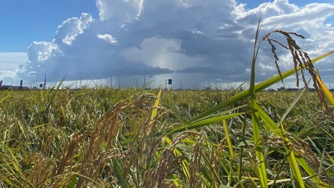 田んぼ・雲