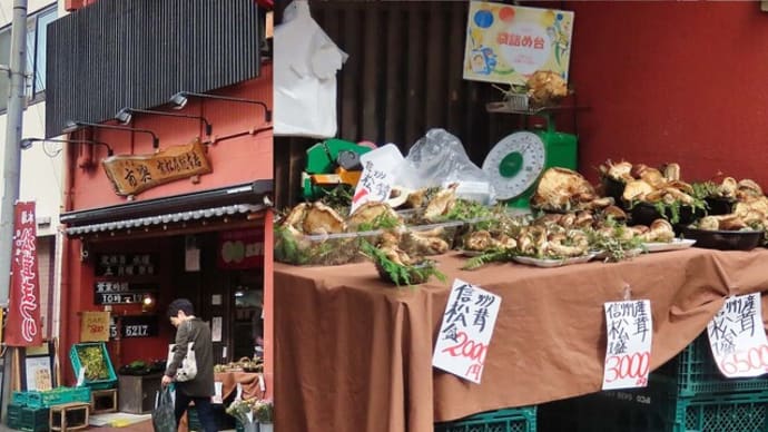 京都 鞍馬口通 スナップ 黒猫