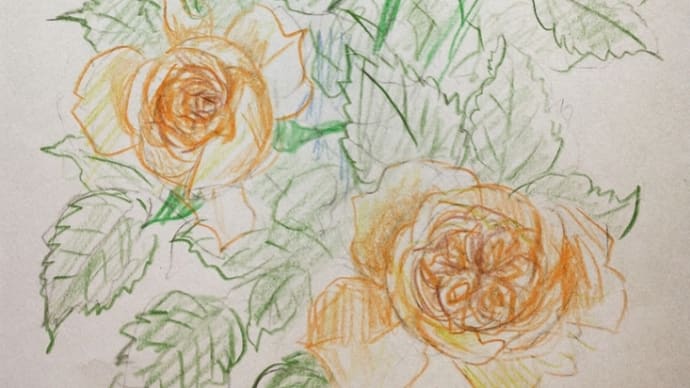オレンジの薔薇 B5
