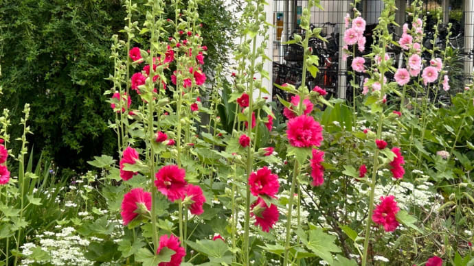 立葵の花咲き誇る