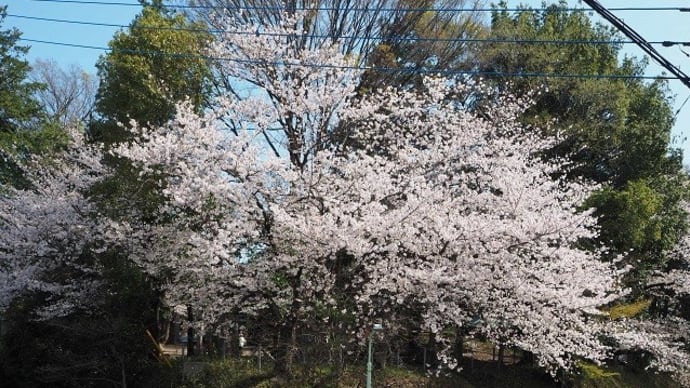 満開の枝垂桜に花手水／フォトコンテストも開催中（川越八幡宮他）