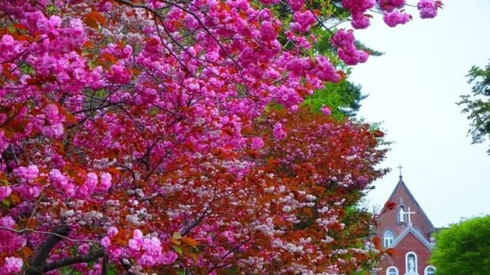 「桜並木・トラピスト男子修道院」ふるさとの思い出桜