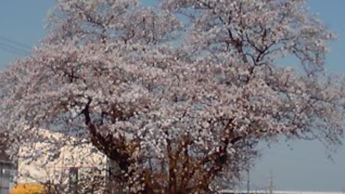 今年もこの桜が見られました。この桜を見ると春だなぁ～と感じます。