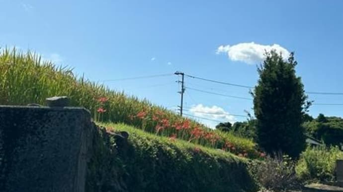 彼岸花少なし & 逃げて!!