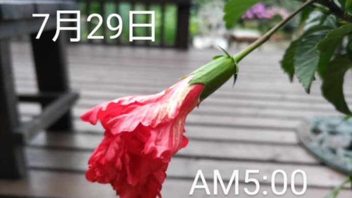 ハイビスカス🌺レッド・フラミンゴ