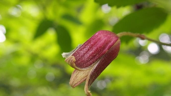 花散歩～ハンショウヅルの花他