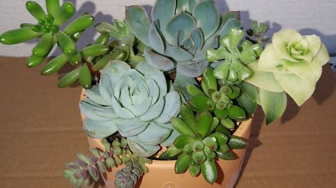 2月に作った寄せ植えのその後 20220424