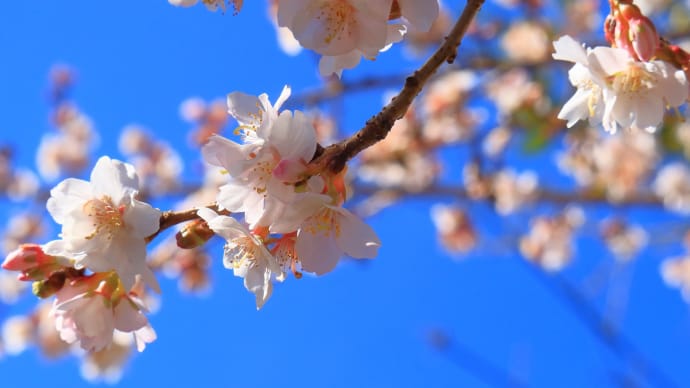 鹽竈神社で春を感じる