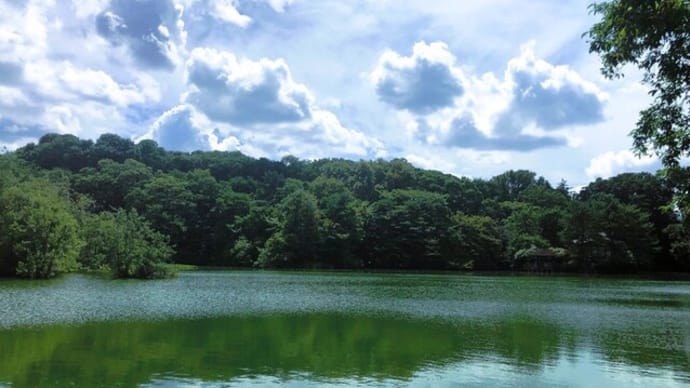 出会いのあった石神井公園お散歩・・🌲🐤♫