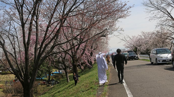 木曽川堤の桜 3