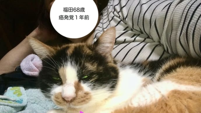 2025年4月1日に飛びました!