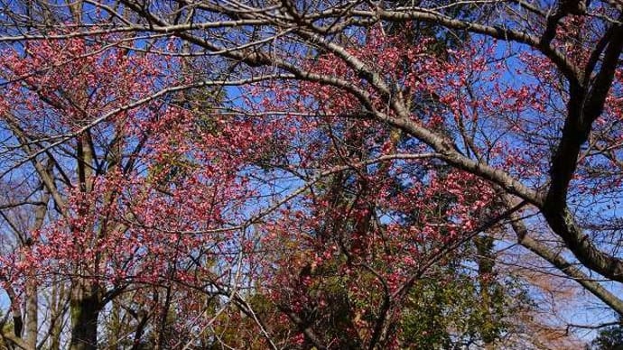 2025年2月:埼玉県行田市「花手水」を記録してきた。水城公園~行田八幡神社~ぷらっと♪ぎょうだ編