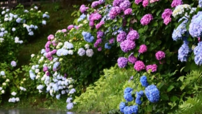 雨の紫陽花