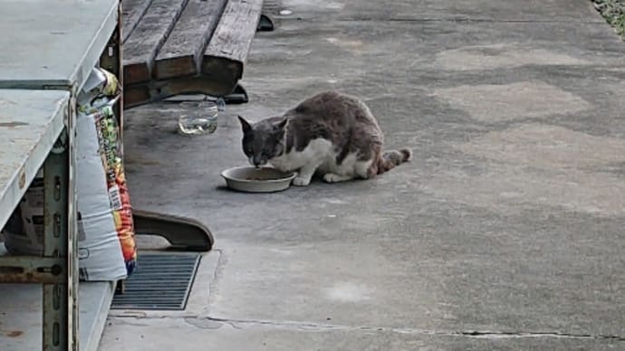 激しく降っています・・Σ(゚Д゚ノ)ノ