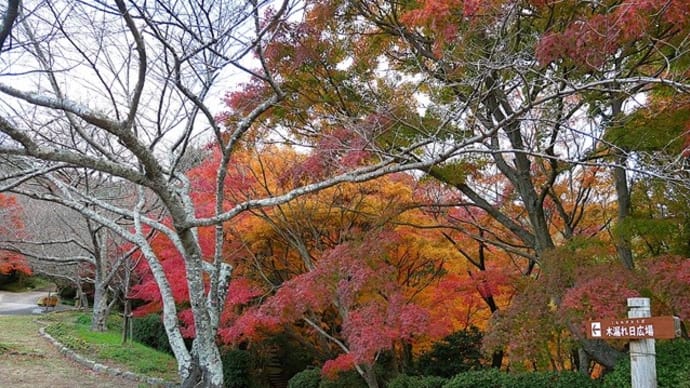 フジの枝に変形菌
