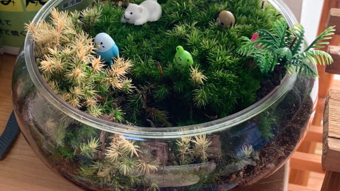 苔の様子