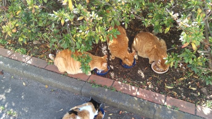 ハッシュタグ 猫 虐待 蹴った男 許せない 犯罪 Goo Blog Gooブログ ハッシュタグ 猫 虐待 蹴った男 許せない 犯罪 Goo Blog Gooブログ