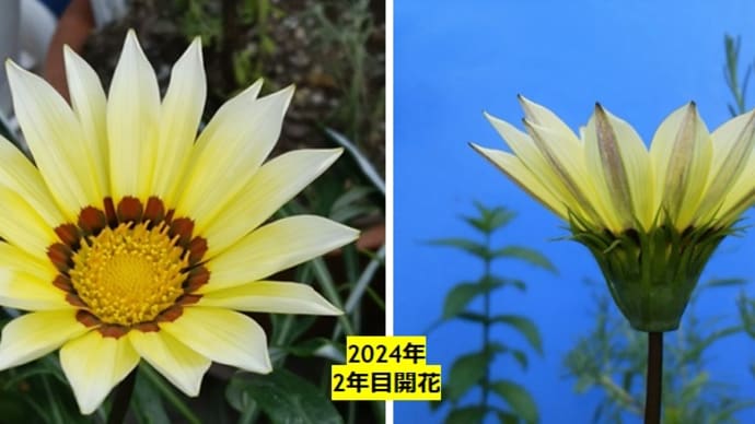 ガザニア物語(2) (2023年から) 20240703