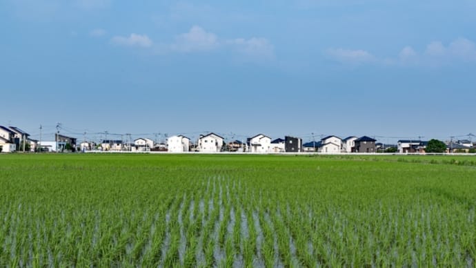 梅雨晴れの稲田