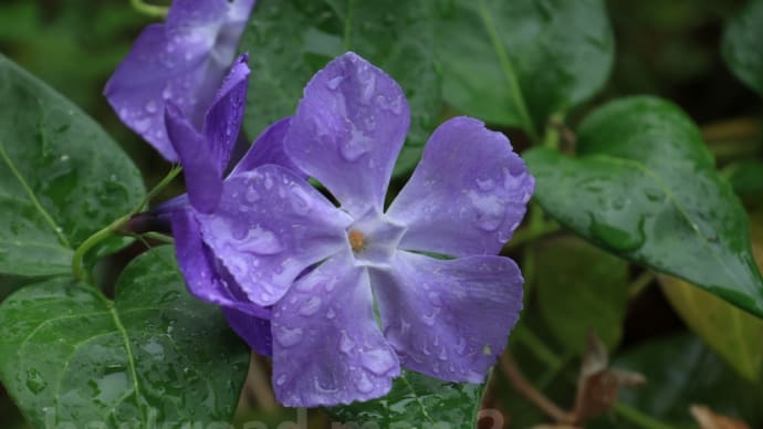 五月雨