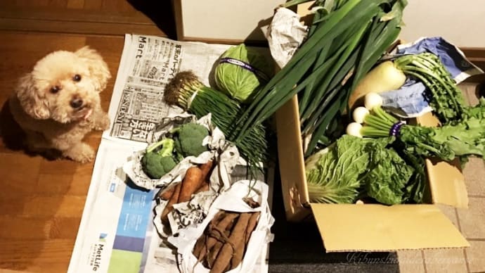 湘南野菜と苗