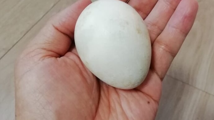 卵を拾った