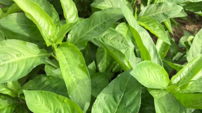 風になびく藍染さらし