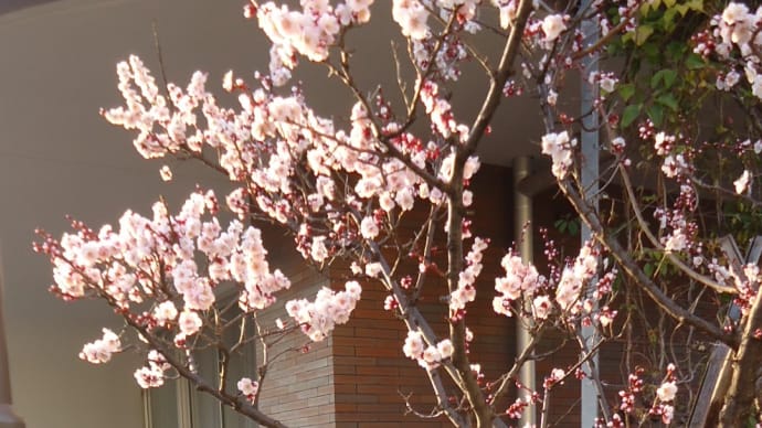 町屋の図書館の近くで見た梅