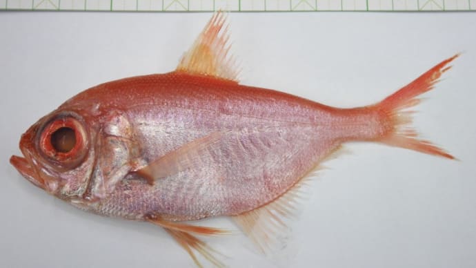 深海魚・・