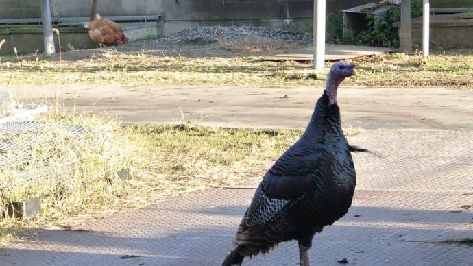 ええっ、まさかこの鳥は!。比留川畜産 までソーセージを買いに行きました。