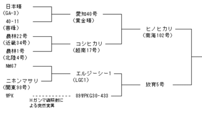 < お米 > お米の品種・銘柄 こなだもん