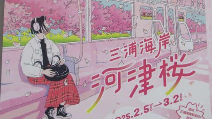 2025年2月19日 レポート第8回 三浦海岸の河津桜🌸🌸🌸開花状況~\(^-^)/ ★ 寒さがぶり返しましたが、三浦海岸駅前 花開いてきました