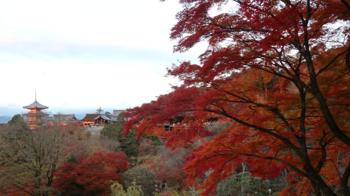 赤い絨毯 京都 清水寺の紅葉