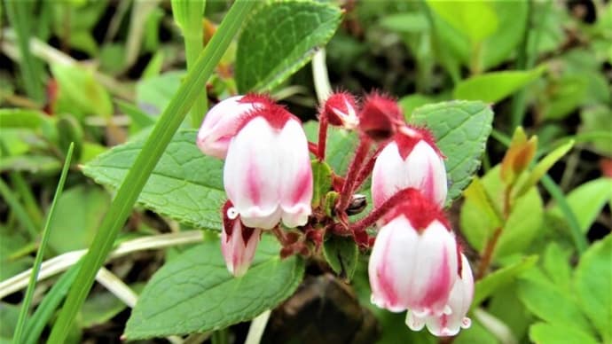 アカモノ他 山野草