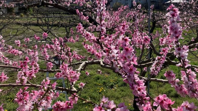 桃の摘蕾