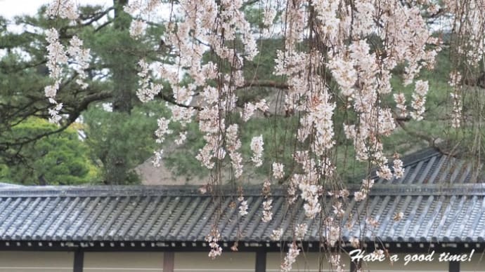 満開の桜を追いかけて 2025 vol.2 (京都御苑 近衛邸跡)
