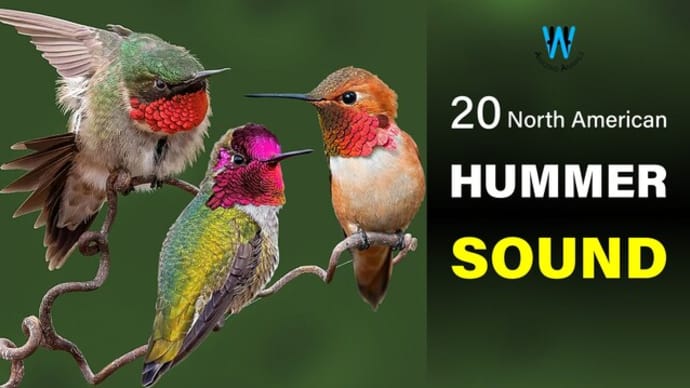 Hummingbird Sound & Call (20 North American Species)