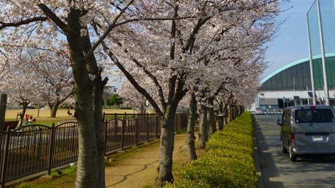 姫路球場横の 「桜」