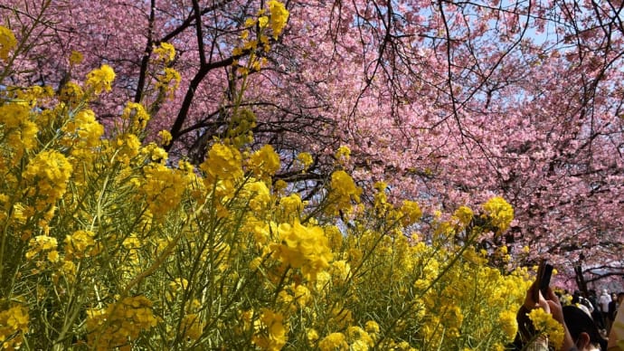 さくら狩り 神奈川県松田町西平畑公園 第23回まつだ桜まつり(3)ハーブ館と河津桜