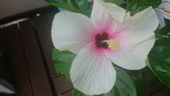 ベランダ菜園も秋支度。そしてことのてん末は…?