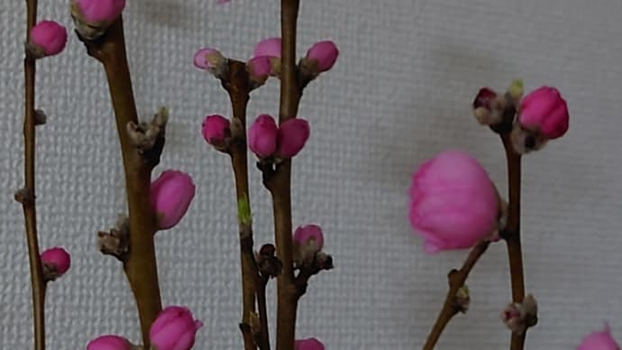 桃の花